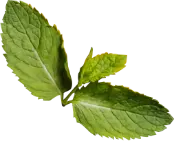mint transparent image
